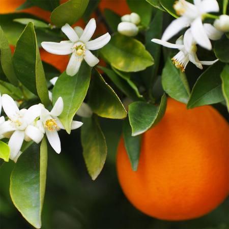 Weiße Neroliblüten und reife Orange – elegante Herznote des Olfazeta Parfums, bringt fruchtig-florale Leichtigkeit.