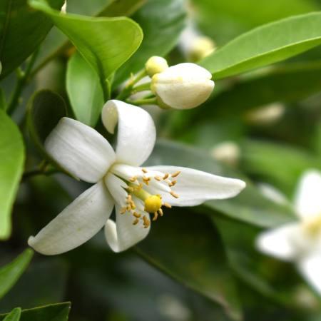Weiße Orangenblüte (Neroli) – elegante Herznote im Olfazeta Duft, verleiht florale Frische und mediterranen Charakter.