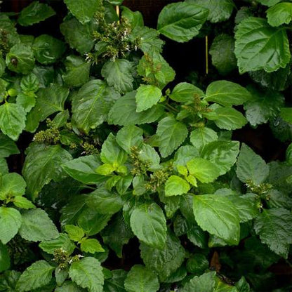 Grüne Patchouli-Blätter – intensive, erdige Basisnote des Olfazeta Extrait De Parfum für Tiefe und Charakter im Duftverlauf.